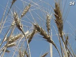 Прогнозы урожая зерновых в 2012 году не так оптимистичны, как в прошлом году