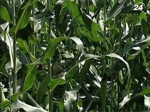 Урожай кукурузы в этом году достигнет рекордных 25 млн тонн