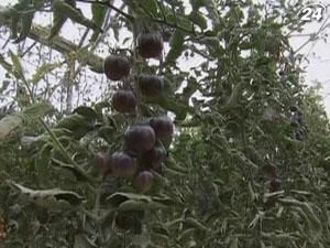 В Ізраїлі вивели новий сорт помідорів - чорного кольору