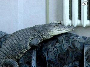 Подружжя Матвієнків живе в квартирі з 20-ма крокодилами