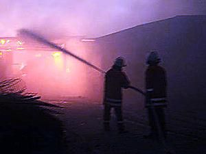 2300 свиней згоріли на фермі у Німеччині 2300 свиней згоріли на фермі у Німеччині