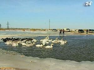 В Крыму спасают лебедей