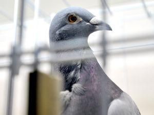 На аукціоні продали поштового голуба за 328 тисяч доларів На аукціоні продали поштового голуба за 328 тисяч доларів