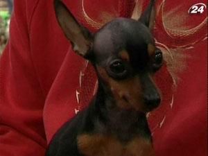 В Гонконге организовали выставку домашних любимцев В Гонконге организовали выставку домашних любимцев