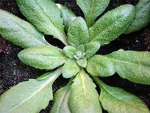 Британские ученые: Овощи предупреждают друг друга об опасности Британские ученые: Овощи предупреждают друг друга об опасности