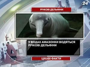 Цікаві факти про річкові дельфіни