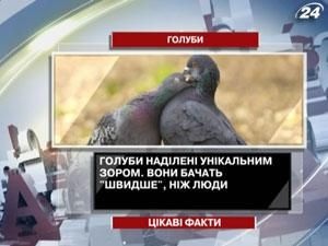 Цікаві факти про голубів