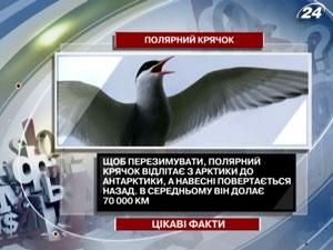Цікаві факти про полярного крячка Цікаві факти про полярного крячка