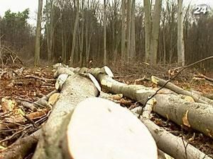 Правительство планирует выделить 3-4 млн кубометров леса на биотопливо