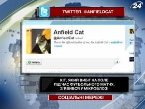 Кіт, який вибіг на поле під час футбольного матчу, з'явився у мікроблозі Кіт, який вибіг на поле під час футбольного матчу, з'явився у мікроблозі