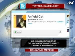 Кіт, який вибіг на поле під час футбольного матчу, з'явився у мікроблозі