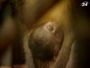 В столичном зоопарке родилась зеленая обезьянка Тоша