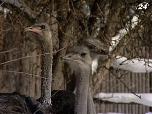 У Київському зоопарку страус загинув від агресивних одноплемінників