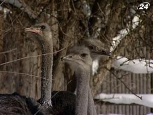 В Киевском зоопарке страус погиб от агрессивных соплеменников