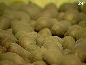 В Україні немає цивілізованого ринку картоплі