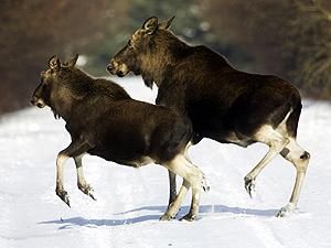 Московські інспектори ДІБДР заганяють лосів у ліс Московські інспектори ДІБДР заганяють лосів у ліс