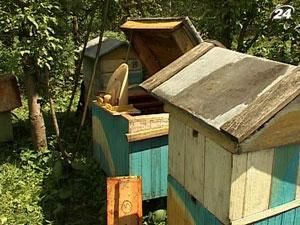 До виробників продукції бджільництва посилять вимоги
