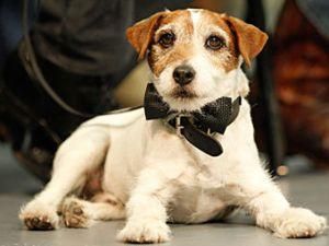 У Голівуді вручили кінопремію "Золотий нашийник" У Голівуді вручили кінопремію "Золотий нашийник"