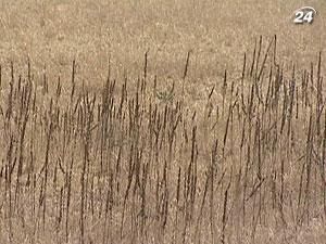 Потерь озимых в Украине будет больше, чем прогнозировалось Потерь озимых в Украине будет больше, чем прогнозировалось