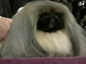 Победителем самого престижного конкурса собак в мире стал пекинес Победителем самого престижного конкурса собак в мире стал пекинес