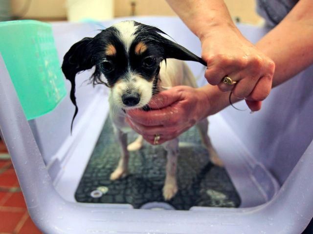 В США состоялась самая престижная выставка собак В США состоялась самая престижная выставка собак