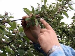 Україна цьогоріч може залишитися без кісточкових фруктів Україна цьогоріч може залишитися без кісточкових фруктів