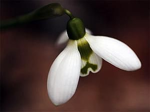 У Великобританії продали підсніжник за 873 євро У Великобританії продали підсніжник за 873 євро