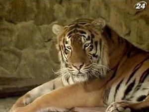В киевском зоопарке на посетителя напал тигр