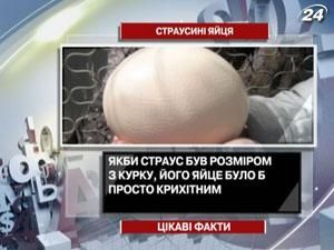 Цікаві факти про страусині яйця Цікаві факти про страусині яйця