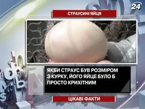 Цікаві факти про страусині яйця 