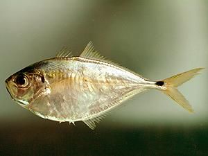 Бразилія: Кілька десятків людей постраждали від нападу хижих риб Бразилія: Кілька десятків людей постраждали від нападу хижих риб