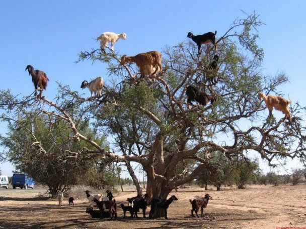 У Африці кози пасуться на деревах