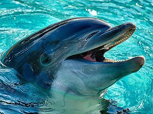 Захисники дельфінів хочуть законодавчо закріпити їх права Захисники дельфінів хочуть законодавчо закріпити їх права