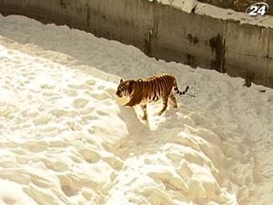 Працівник столичного зоопарку сам винен у тому, що на нього напав тигр