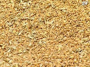 Врожай зерна у 2012 р. знизиться до 42 млн. тонн