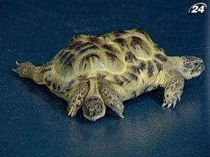В столице показали двухголовую черепаху В столице показали двухголовую черепаху
