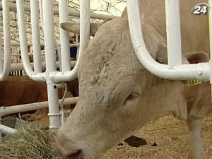 В Україні 2012 рік для тваринництва буде не надто успішним В Україні 2012 рік для тваринництва буде не надто успішним