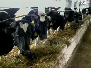 Для восстановления животноводства нужно 8-9 млрд. грн. в течение 5 лет Для восстановления животноводства нужно 8-9 млрд. грн. в течение 5 лет