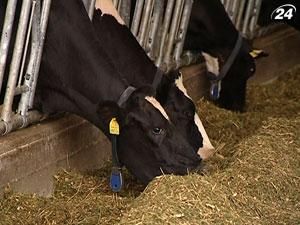 Селянам даватимуть по 10 тисяч гривень за додаткову корову Селянам даватимуть по 10 тисяч гривень за додаткову корову