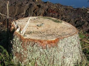 В Киеве без разрешения срубили 84 дерева В Киеве без разрешения срубили 84 дерева