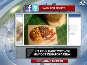 До сенату США може потрапити кіт До сенату США може потрапити кіт