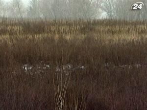 Уменьшение валового сбора урожая зерновых в Украине не будет Уменьшение валового сбора урожая зерновых в Украине не будет