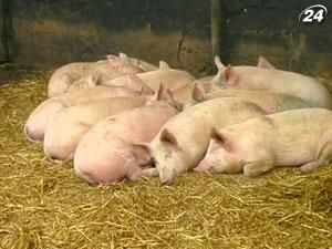 Підсумок дня: В Україні заборонили імпорт білоруського молока та худоби Підсумок дня: В Україні заборонили імпорт білоруського молока та худоби