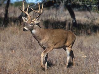 Олень врятував американку від злочинця Олень врятував американку від злочинця