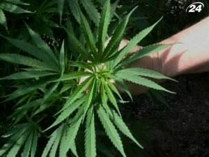 Каталонский город Раскера будет выращивать марихуану