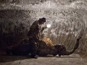 Вчені хочуть клонувати древніх тварин, знайдених в Якутії Вчені хочуть клонувати древніх тварин, знайдених в Якутії