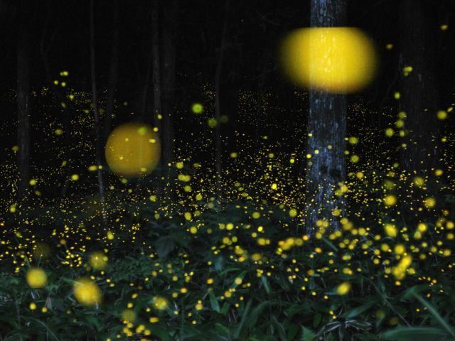 Фото японського фотографа мають успіх Фото японського фотографа мають успіх