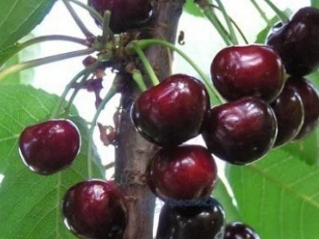 Украина будет без абрикосов и черешни из-за морозов Украина будет без абрикосов и черешни из-за морозов