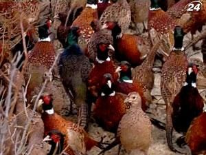 Охотники заселили в алуштинские угодья тысячи молодых фазанов