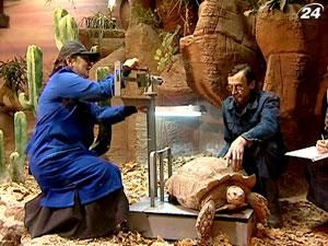 У столичному зоопарку живуть найбільші материкові черепахи У столичному зоопарку живуть найбільші материкові черепахи